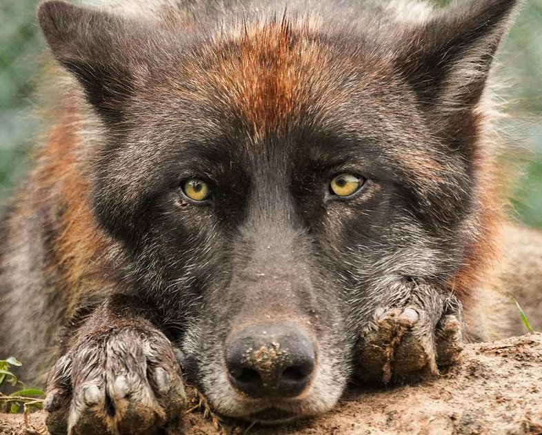 A reddish-black wolf rests his face on his front paws