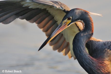 Tricolored heron purple and blue, with baby blue on the bill, with straw-colored showy plumes on its back with a raised wing in white and brown