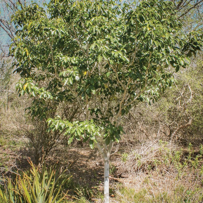 Tropical Limoncillo tree
