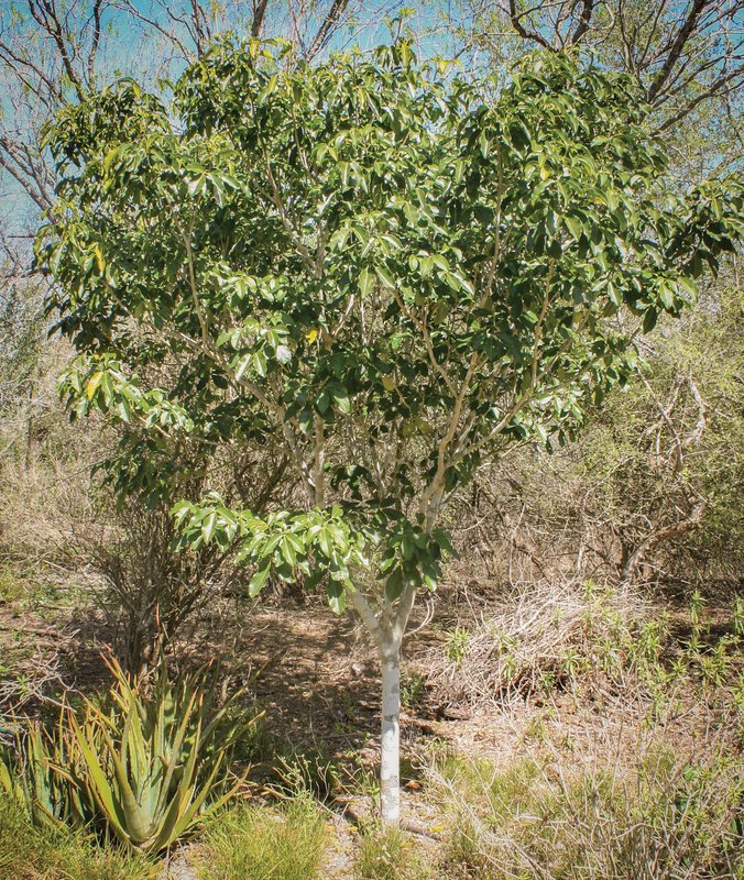 Tropical Limoncillo tree