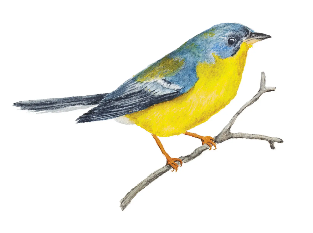 Tropical Parula perched on a branch