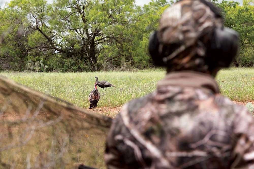 A hunter looking into a field at turkey decoys.
