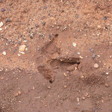 Turkey tracks in the mud.