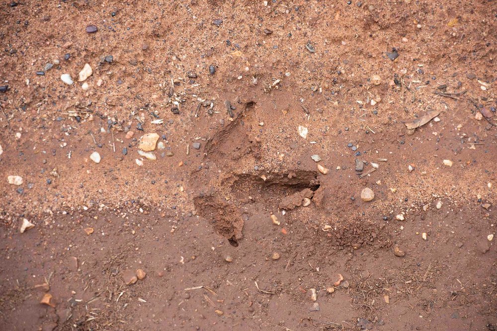 Turkey tracks in the mud.