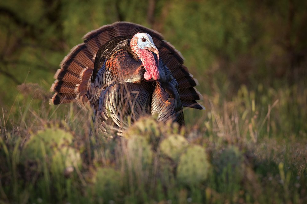 Turkey in a field with cacti.
