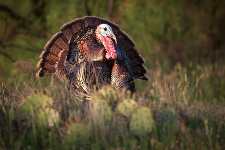 Turkey in a field with cacti.