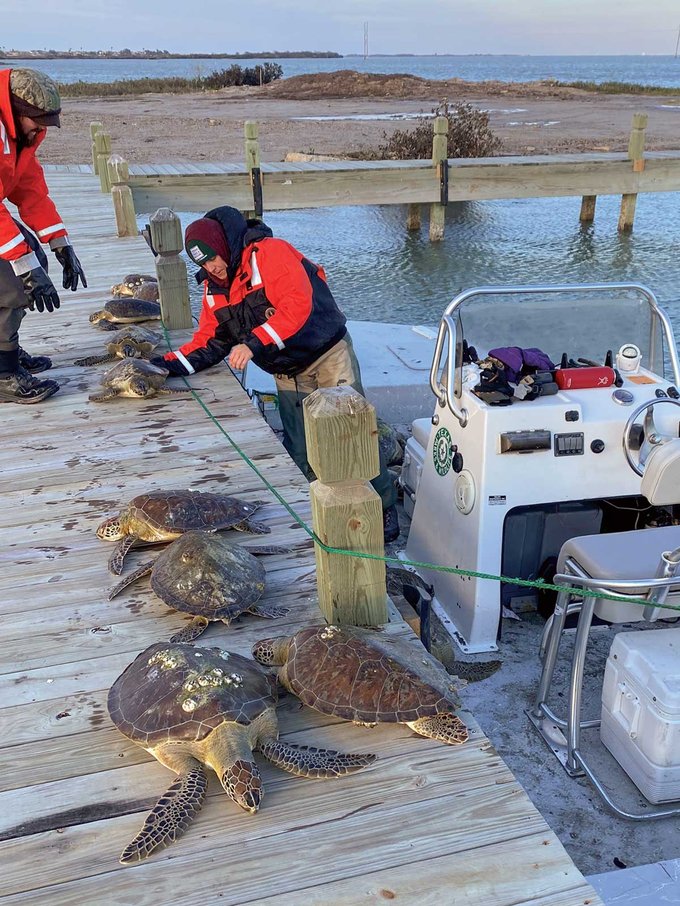 Turtles being rescued from the freezing water.
