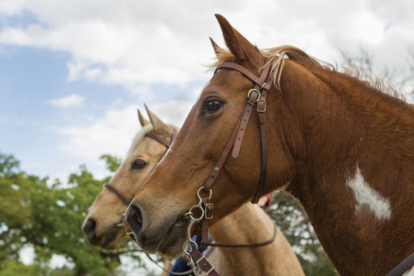 Two horse heads against a cloudy sky