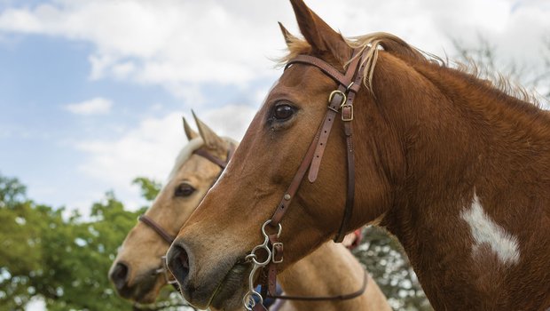 Two horse heads against a cloudy sky
