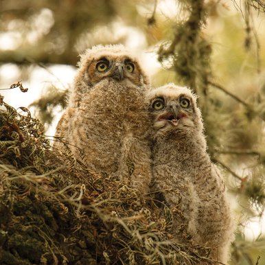 Two owletes in a tree.