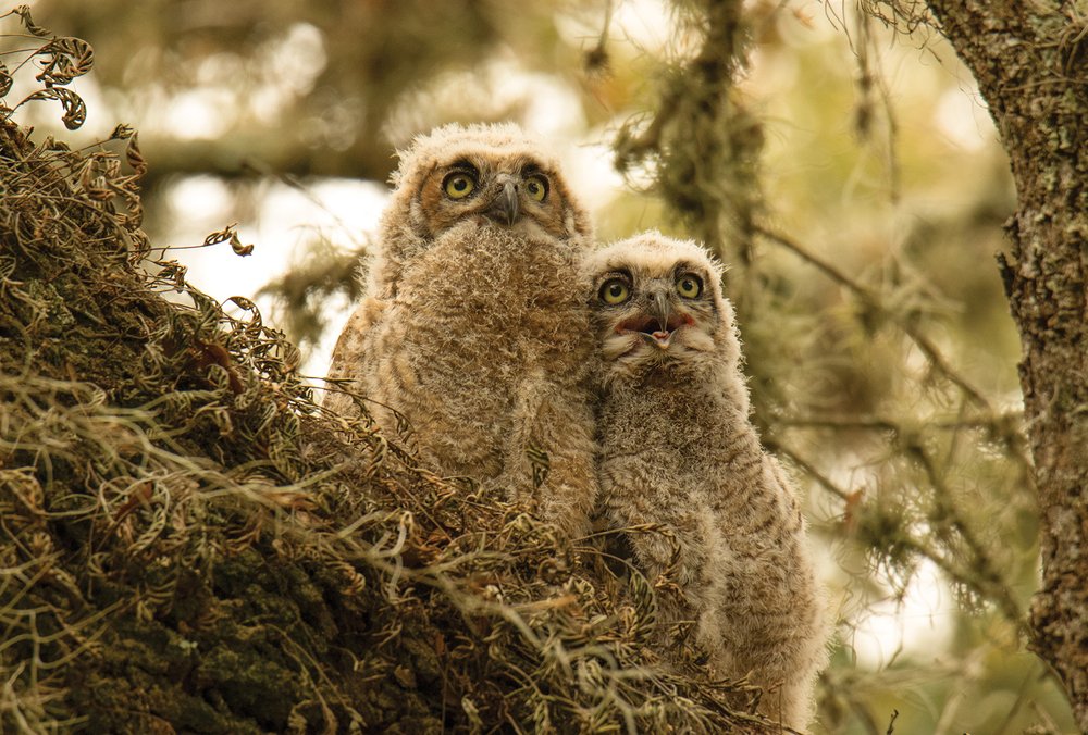 Two owletes in a tree.