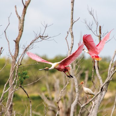 Two pink spoonbills fyling through dead tree limbs.