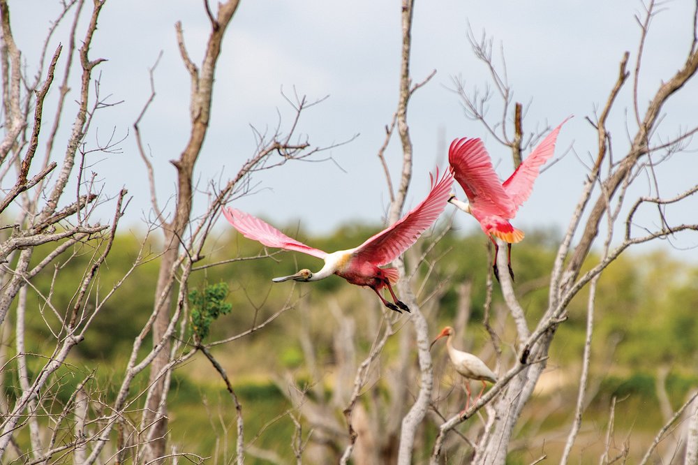 Two pink spoonbills fyling through dead tree limbs.