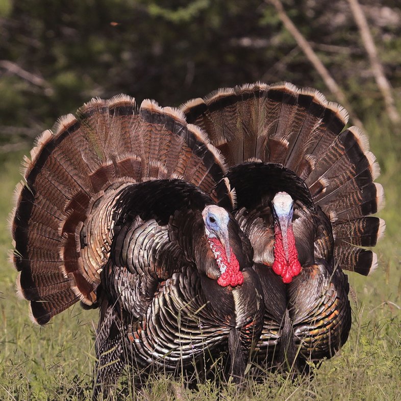 Two turkey with tails fanned out.
