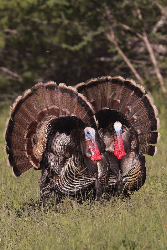 Two turkey with tails fanned out.