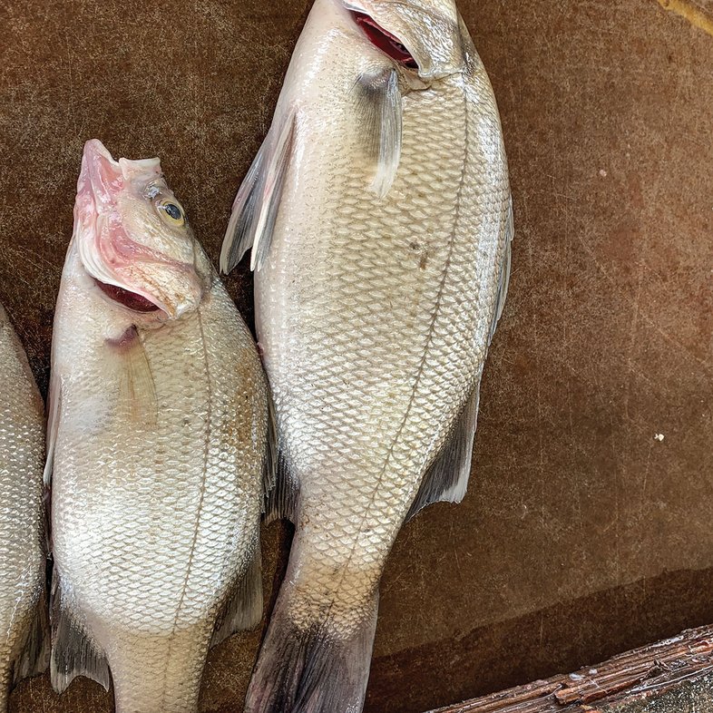 Two white bass laying on a flat surface
