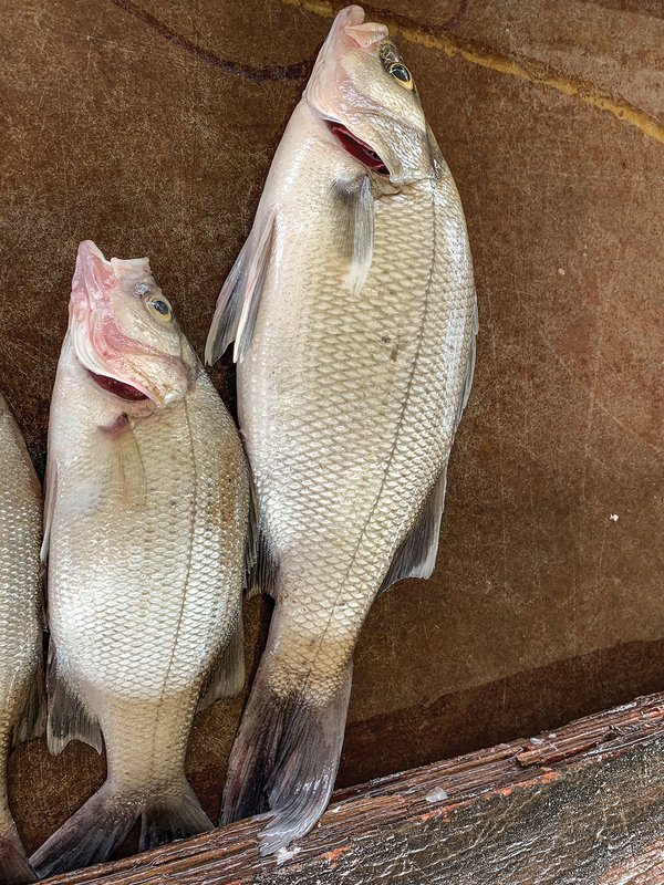 Two white bass laying on a flat surface
