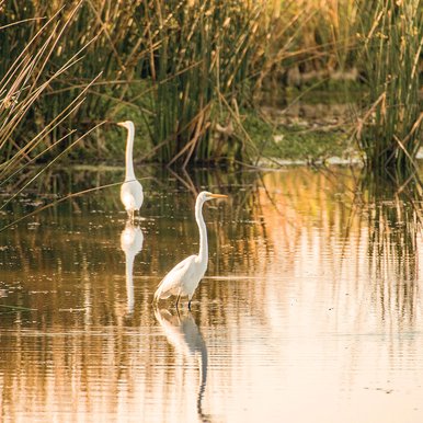 Two white egrets in the grassy wetlands.