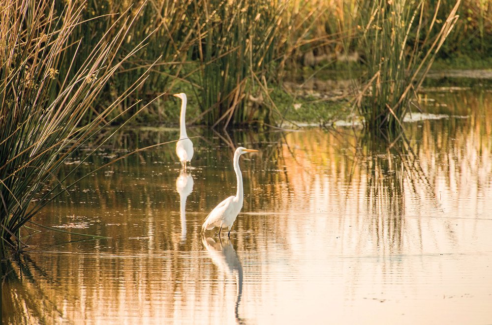 Two white egrets in the grassy wetlands.