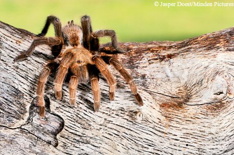 Texas Brown Tarantula climbing on a piece of wood