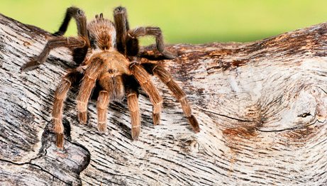 Texas Brown Tarantula climbing on a piece of wood