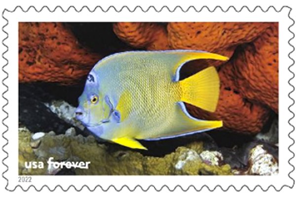 A yellow fish with a blue sheen swimming around a coral reef.