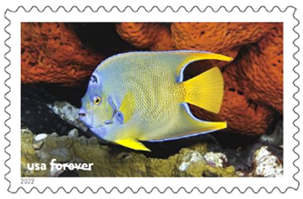A yellow fish with a blue sheen swimming around a coral reef.