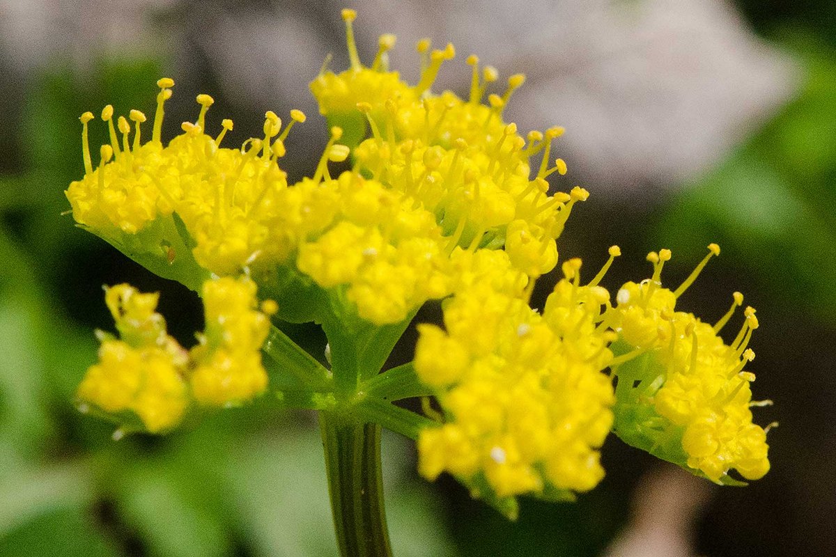 Umbrellawort
