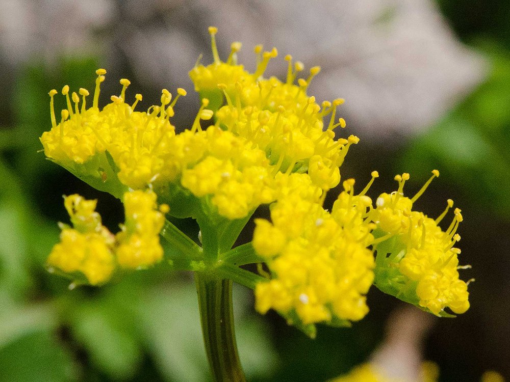 Umbrellawort