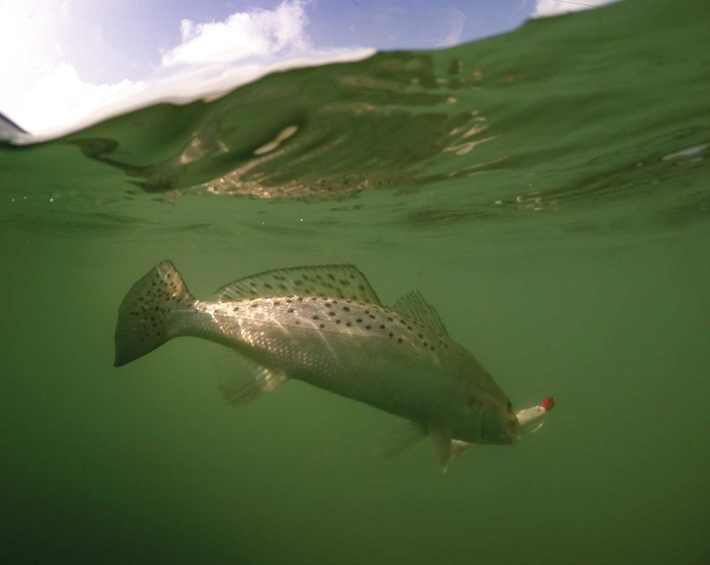 Underwater seatrout