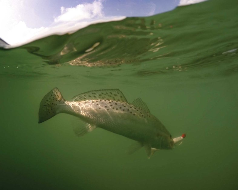 Underwater seatrout