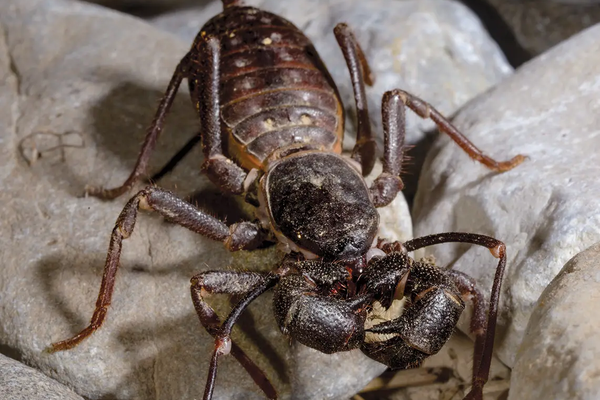 Vinegaroon climbing over rocks with a whip like tail