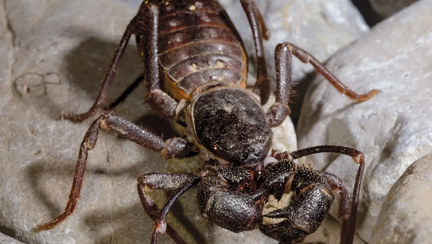 Vinegaroon climbing over rocks with a whip like tail