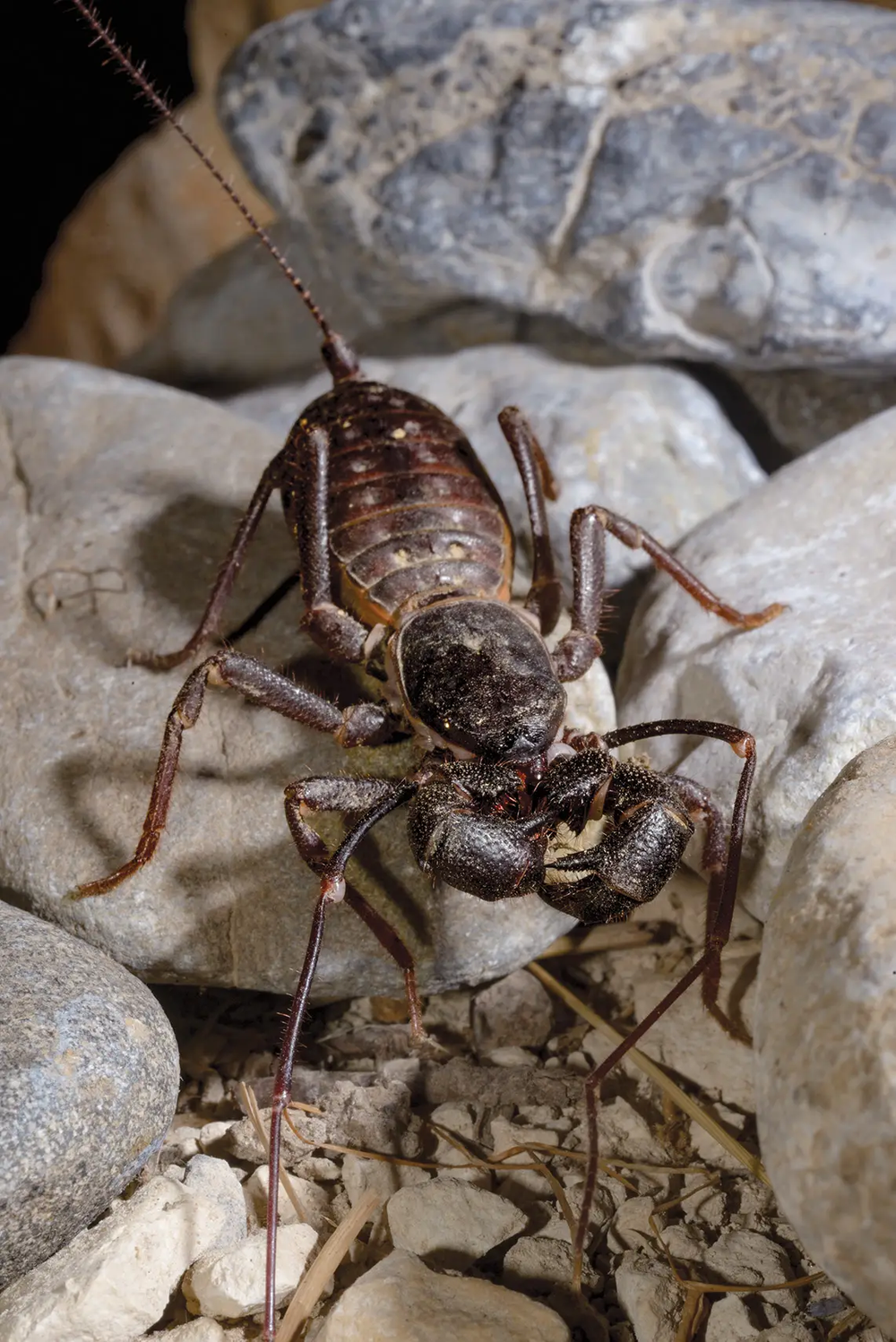 Vinegaroon climbing over rocks with a whip like tail