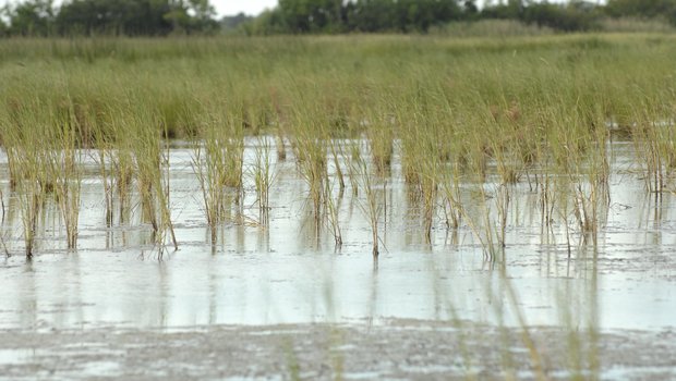 Texas wetlands