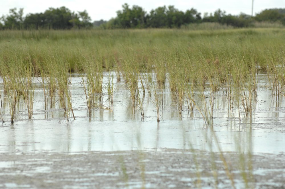 Texas wetlands