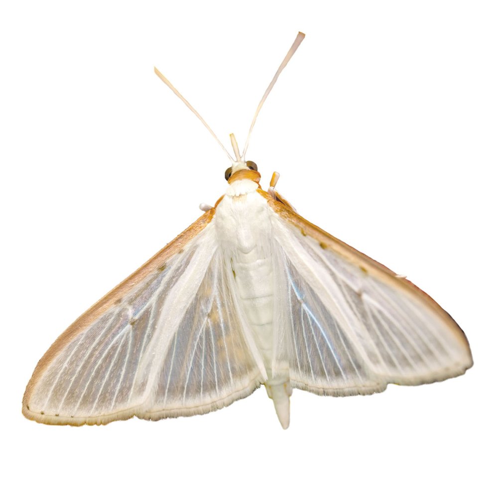 WHITE PALPITA (Diaphania Costata) moth with white body and veiny wings with a brown strip at the out edge of the wings