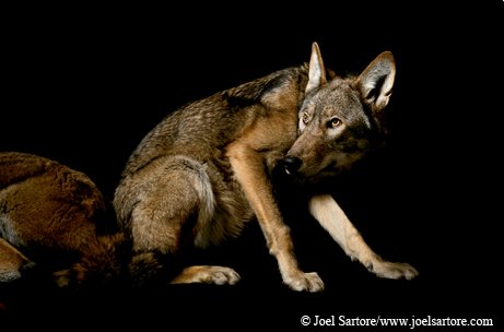 Image of a red wolf recoiling in a dark rocky area