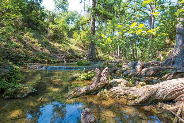 Water running through the Honey Creek watershed with a hill to the left and big tree roots on the right.