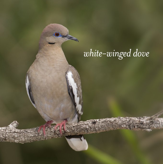 White-winged Dove on a branch with the name of the bird written middle right. The bird has White lined grey wings and a gray body