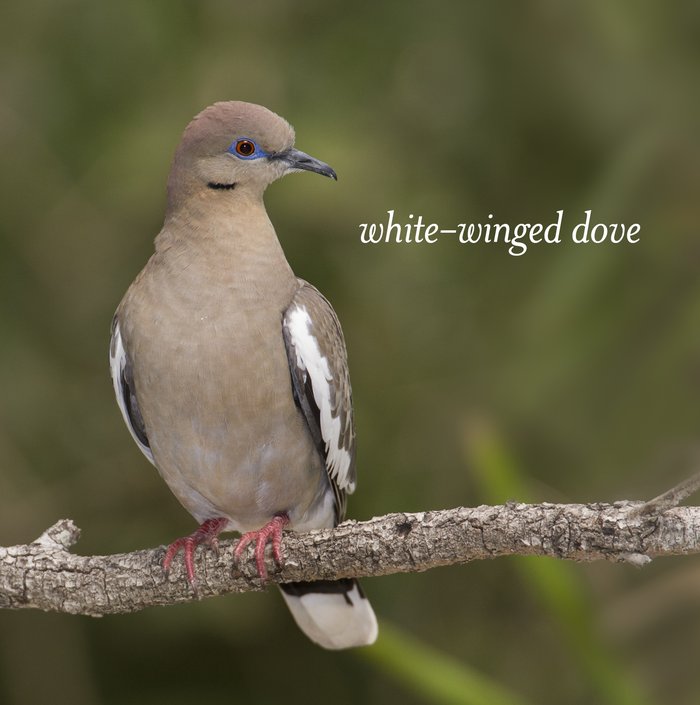 White-winged Dove on a branch with the name of the bird written middle right. The bird has White lined grey wings and a gray body