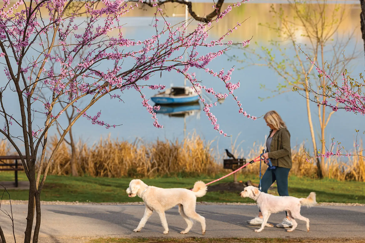 A woman walking two white dogs at White Rock Lake Park in Dallas