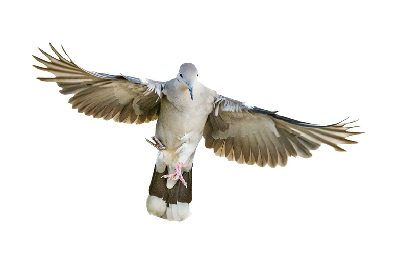 White Winged Dove in flight