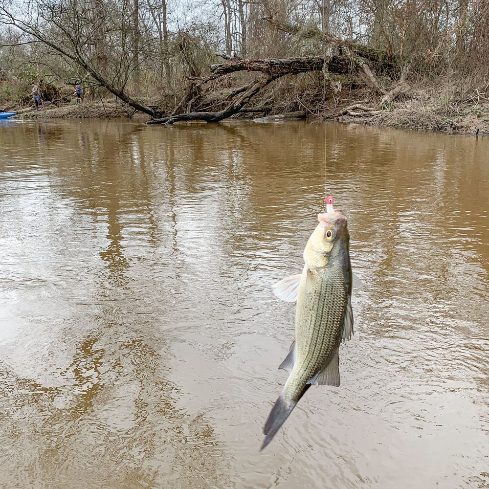White bass on the end of a fishing line