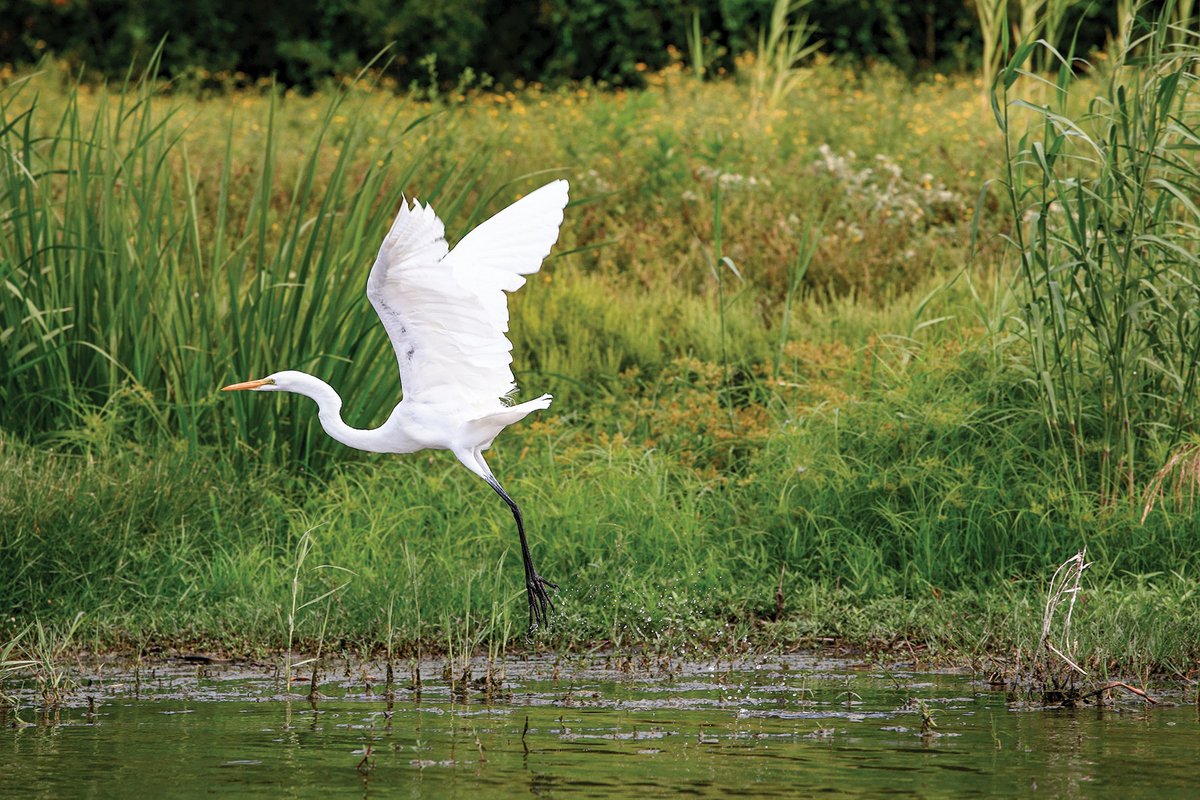 White egret taking flight near a lake