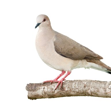 White tipped dove on a branch.