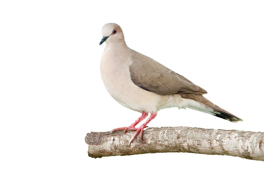 White tipped dove on a branch.