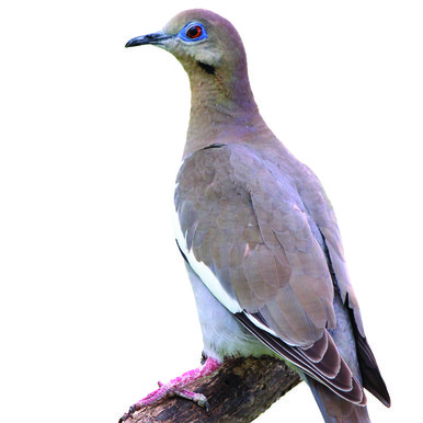 White winged dove on a branch