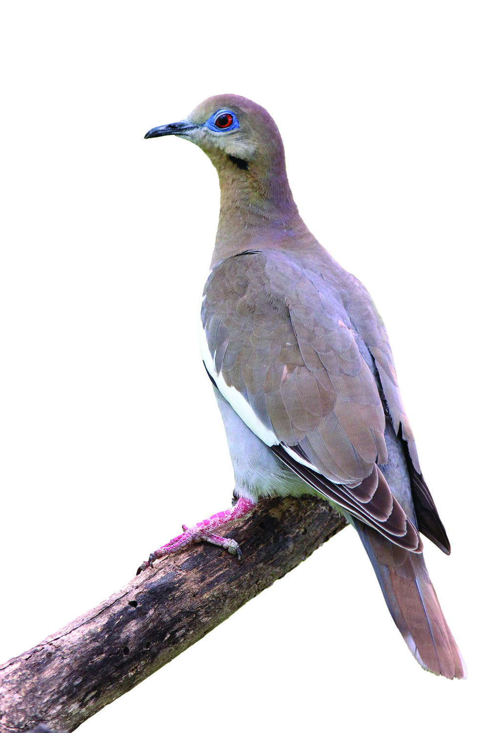 White winged dove on a branch
