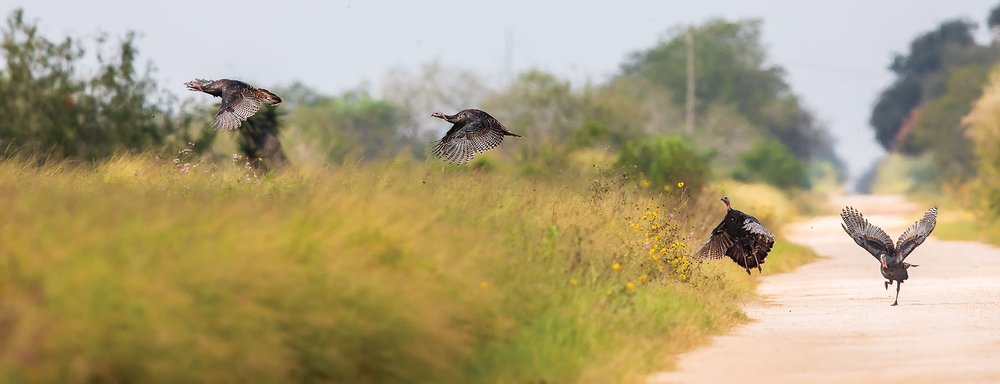 Wild Turkey flying onto a road from a feild.